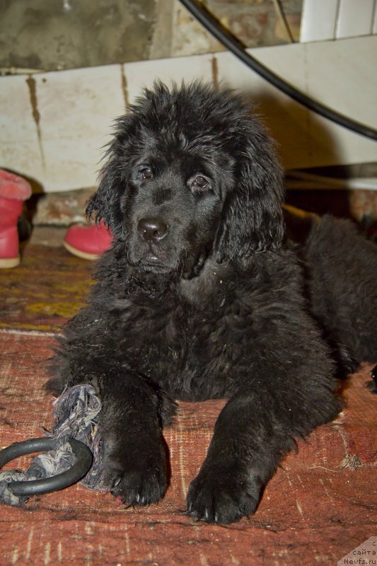 Фотография № 141259