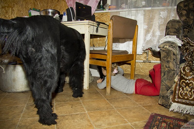 Фото: ньюфаундленд Елизавета Вялiкi Мядзведзь (Elizaveta Vialiki Miadzvedz), Ульяна