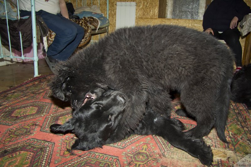 Фотография № 141264