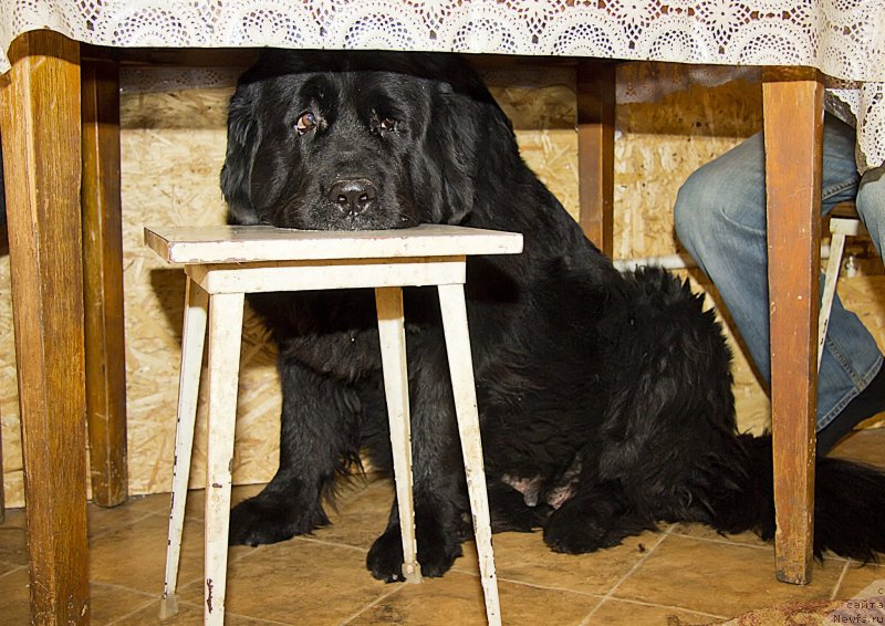 Фото: ньюфаундленд Юнона из Золотого Треугольника