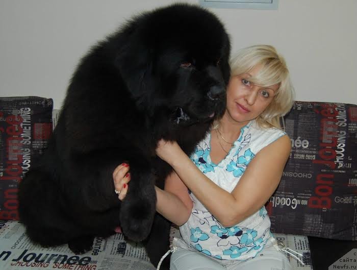 Фото: ньюфаундленд Матвей с Берега Дона (Matvey s Berega Dona)