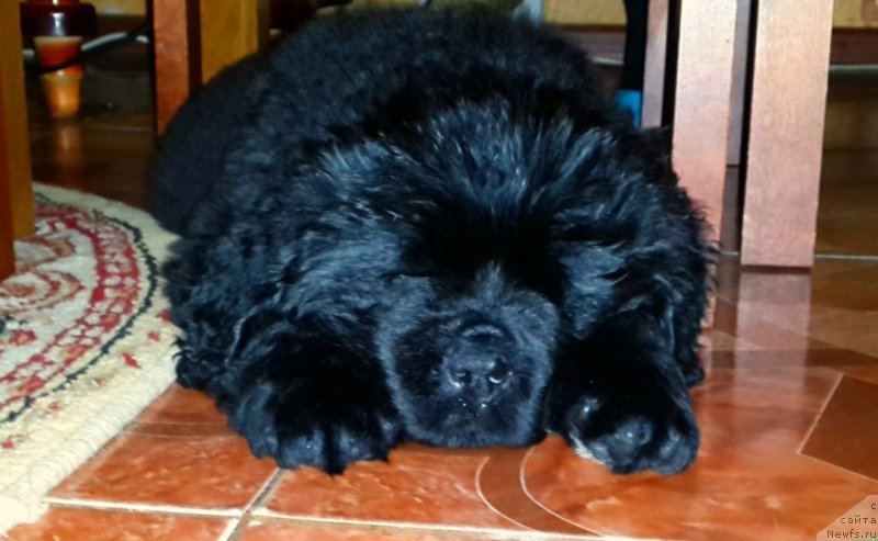 Фото: ньюфаундленд Плюшевая Панда Эден Классик (Plushevaya Panda Eden Classic)