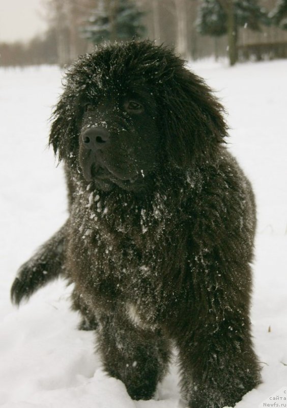 Фото: ньюфаундленд Velyke Malyatko Bayaderka Yurka