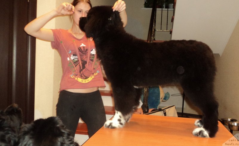 Фото: ньюфаундленд Аквиан Сонг Леди Ин Блэк