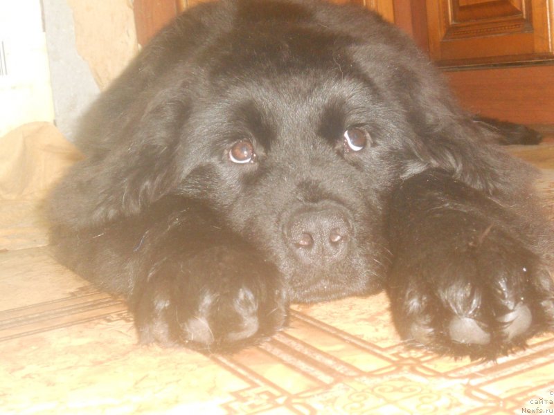 Фотография № 141308