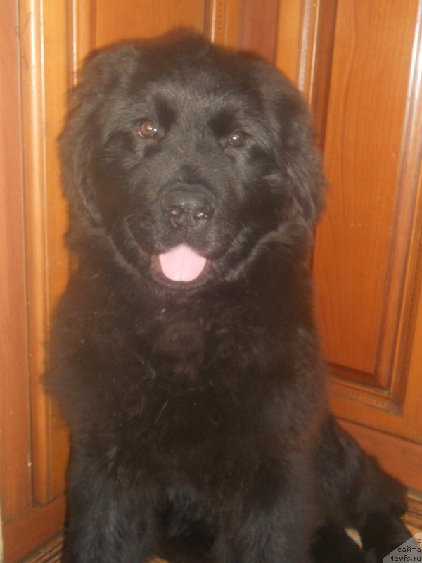 Фотография № 141309