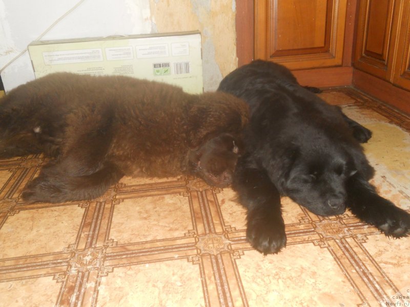 Фотография № 141310