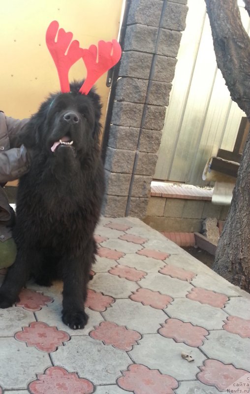 Фото: ньюфаундленд Флюфи Аваланч Экспресс Юоур Сулф (Fluffy Avalanch Exspress Your Self)