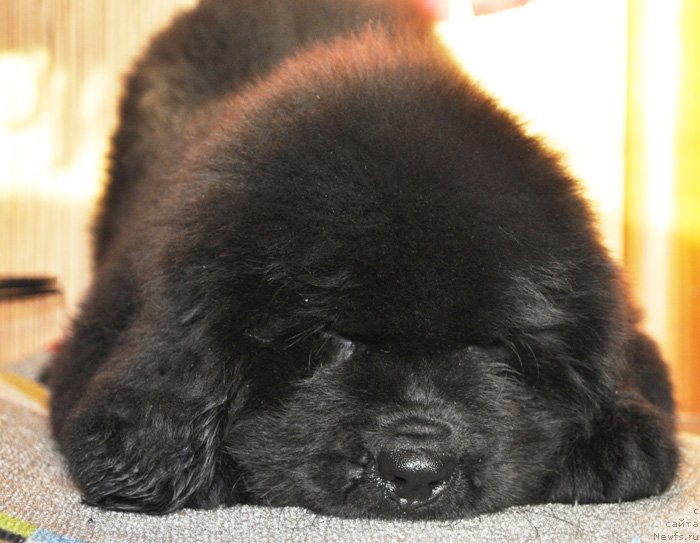 Фото: Бегущая по волнам Ретён оф зе Квин