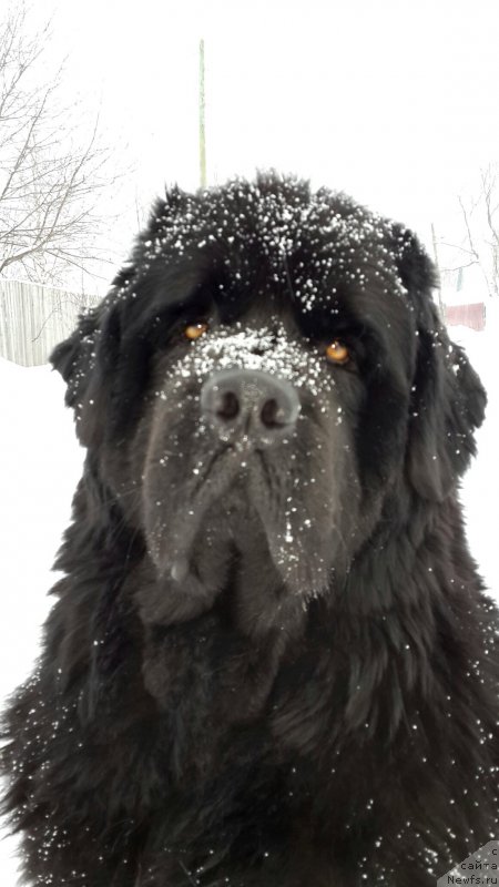 Фото: ньюфаундленд Их Высочество Владлена Маджикс