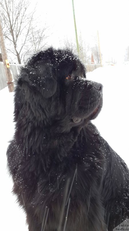 Фото: ньюфаундленд Их Высочество Владлена Маджикс