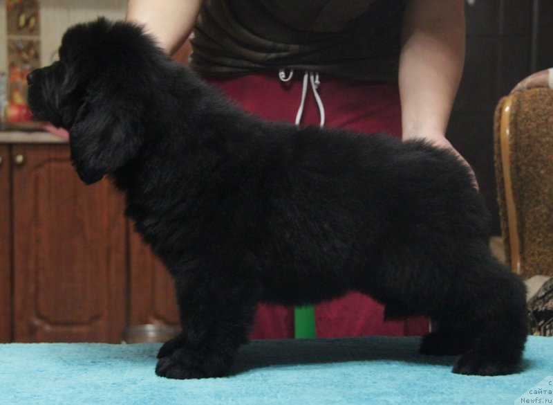 Фото: ньюфаундленд Аквиан Сонг Нормандия