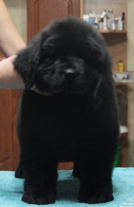 Фото: ньюфаундленд Аквиан Сонг Нормандия