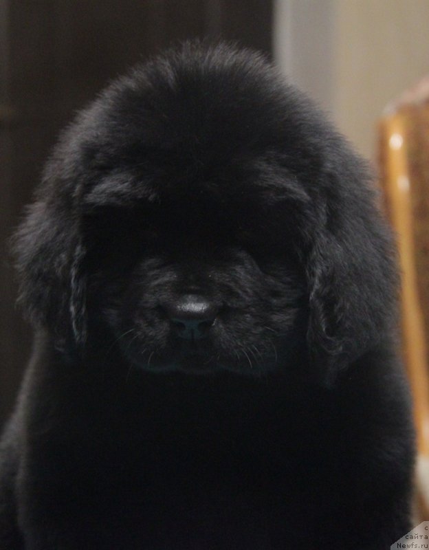 Фото: ньюфаундленд Аквиан Сонг Нормандия