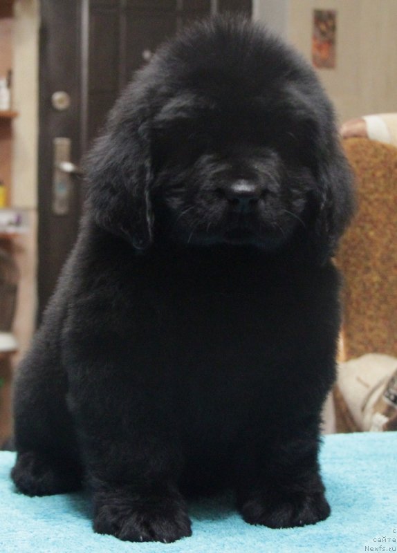 Фото: ньюфаундленд Аквиан Сонг Нормандия