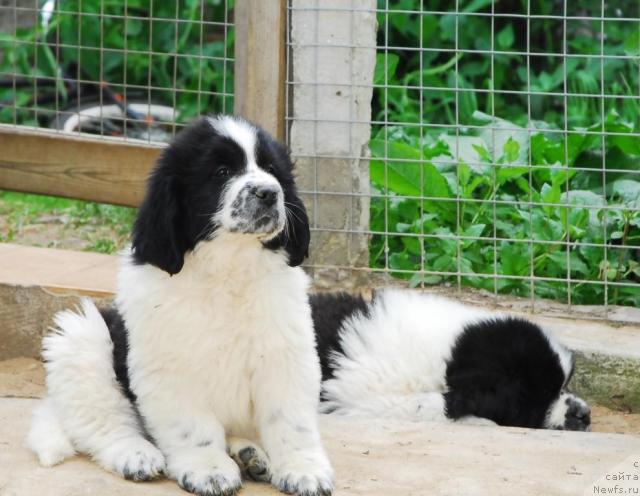 Фото: ньюфаундленд Сент Джонс Парад Планет, ньюфаундленд Сент Джонс Принцип Домино