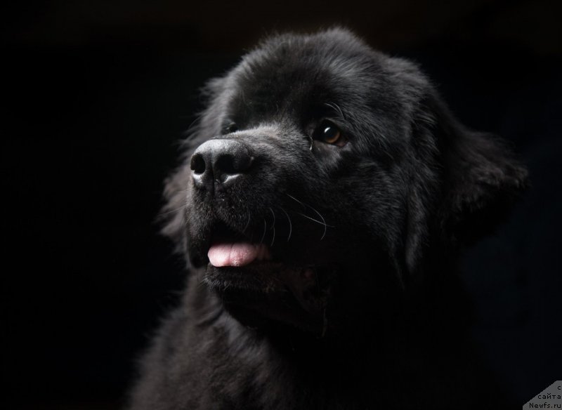 Фотография № 141335