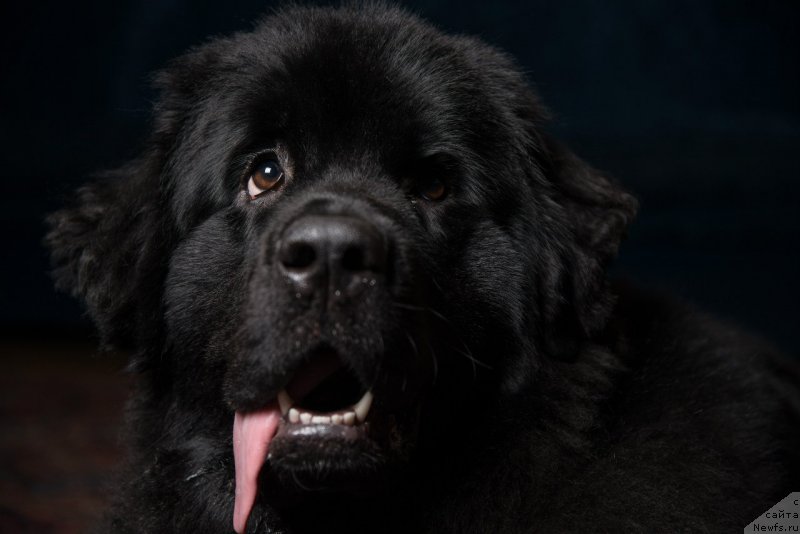 Фотография № 141336