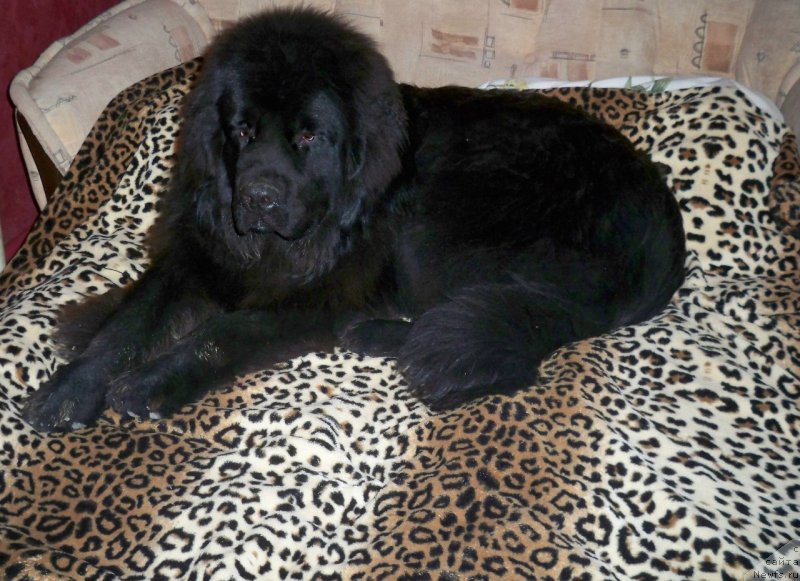 Фото: ньюфаундленд Сан Шейх Бавария Бель (Sun Sheikh Bavariya Belle)