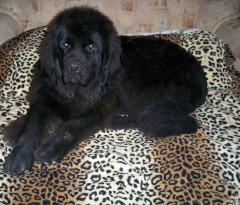 Фото: ньюфаундленд Сан Шейх Бавария Бель (Sun Sheikh Bavariya Belle)