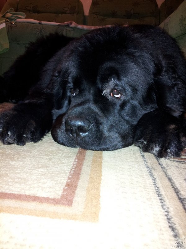 Фото: ньюфаундленд Дак Прайд Ван Гог (Dark Pride Van Gogh)