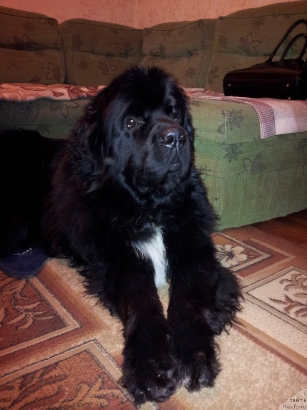 Фото: ньюфаундленд Дак Прайд Ван Гог (Dark Pride Van Gogh)