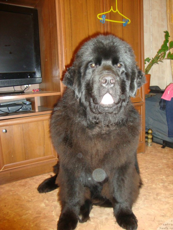 Фото: ньюфаундленд Сент Джонс Заура (Sent Djons Zaura)