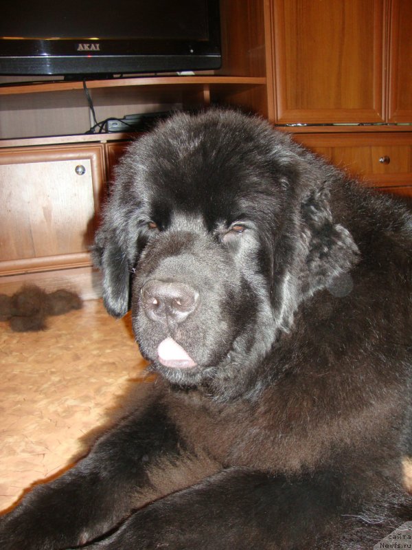 Фото: ньюфаундленд Сент Джонс Заура (Sent Djons Zaura)