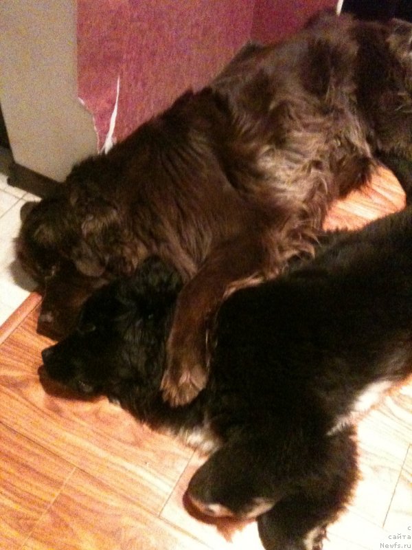 Фото: ньюфаундленд Ван Лен Тайм Женевьева, ньюфаундленд Аквиан Сонг Леди Ин Блэк