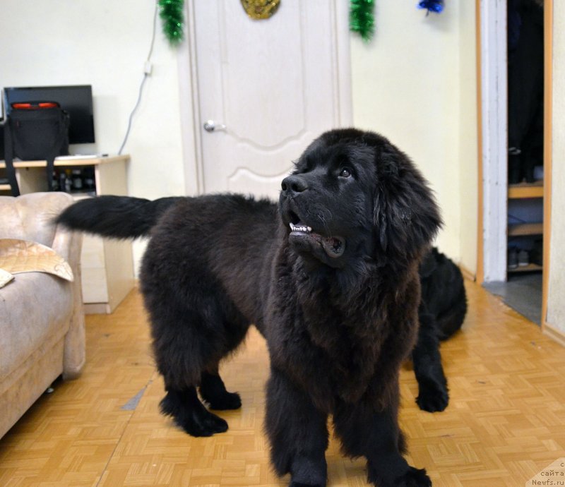 Фото: ньюфаундленд Черная Мафия Маттер оф Тиме (Chernaya Mafia Matter of Time)