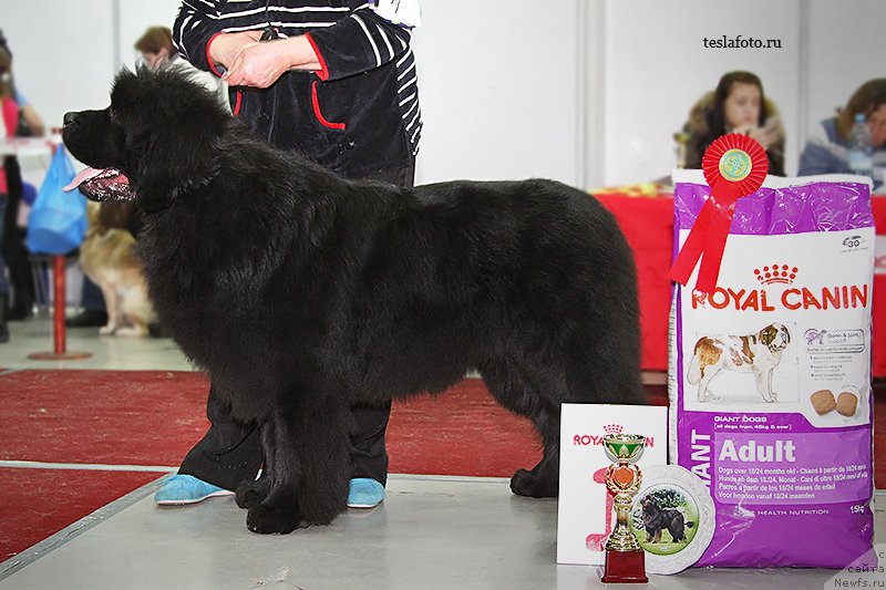 Фото: ньюфаундленд С'Нежная Вьюга Армандо Паруссо (S'Nezhnaya Vjuga Armando Parusso)