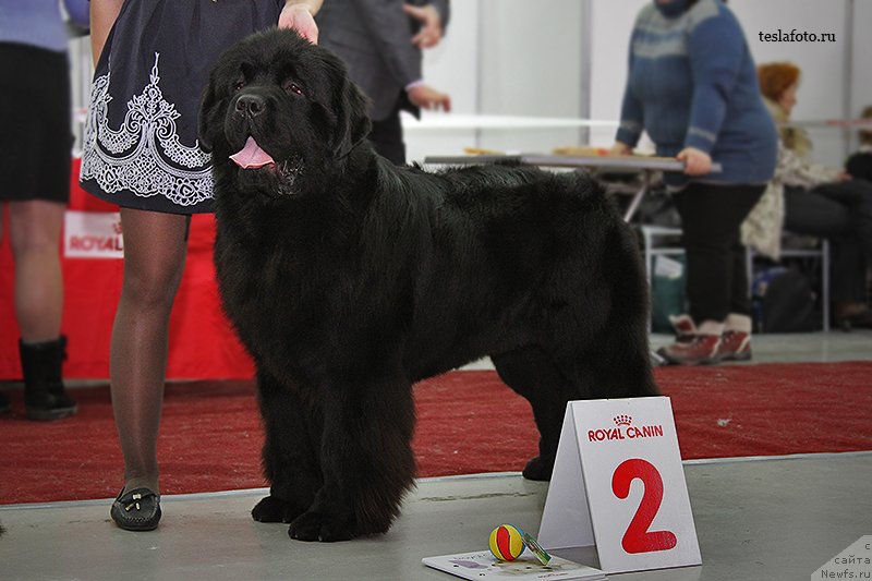Фото: ньюфаундленд Юпитер Царь Богов от Сибирского Медведя (Yupiter Tsar Bogov ot Sibirskogo Medvedja)