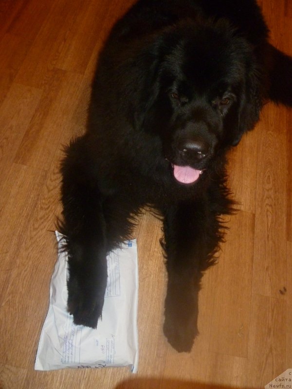 Фотография № 141375