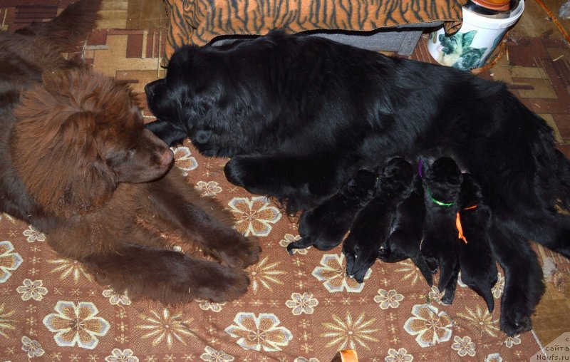 Фото: ньюфаундленд Акватория Келвин Кадриль (Aquatoriya Kelvin Kadril), ньюфаундленд I Follow The Sun de L'Etoile de Cyrice