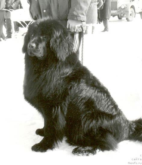 Фото: ньюфаундленд Санта Гонор