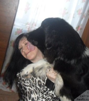 Фото: ньюфаундленд Би Перфект Викинг, Надежда Мачнева-Черноокова