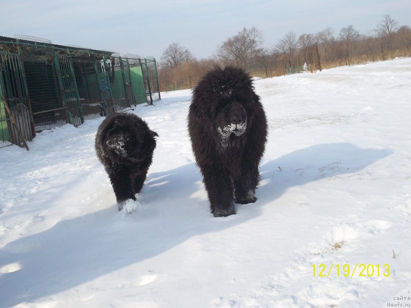 Фото: ньюфаундленд Супер Премиум Нао Дел Трато