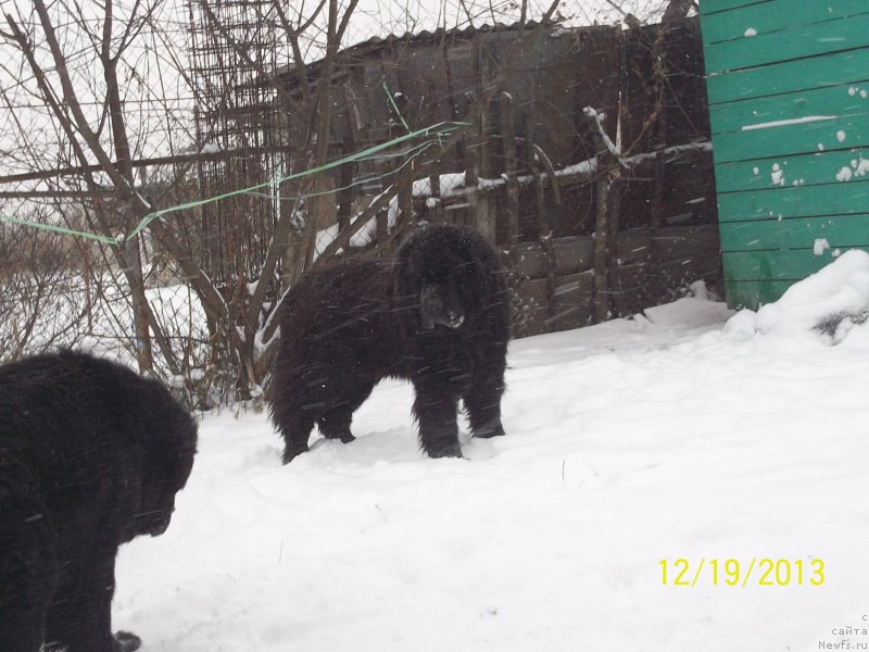 Фото: ньюфаундленд Виски Ред Лейбл Вепс (Viski Red Label Veps)