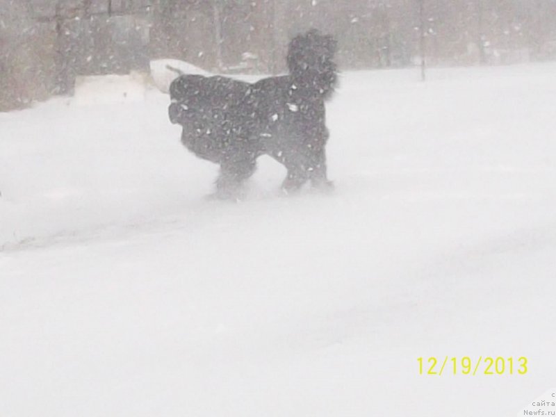 Фото: ньюфаундленд Супер Премиум Микадо (Super Premium Mikado)