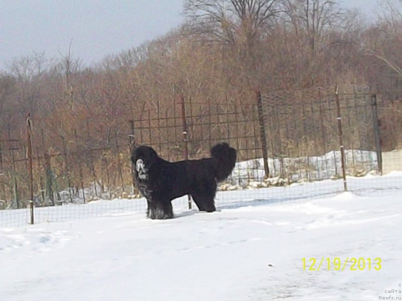 Фото: ньюфаундленд Супер Премиум Микадо (Super Premium Mikado)