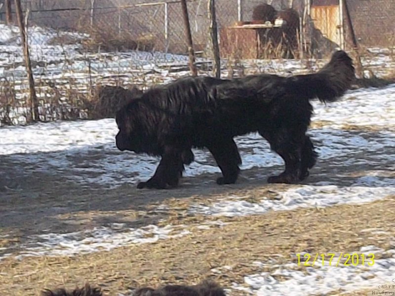 Фото: ньюфаундленд Супер Премиум Линиэль Дайлиррин (Super Premium Liniel Daylirring)