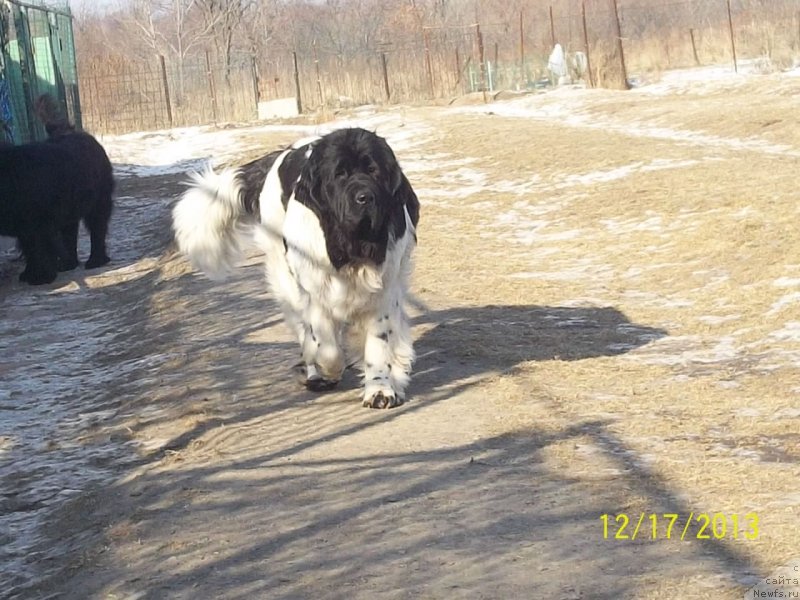 Фото: ньюфаундленд Супер Премиум Литониэль Валланинор (Super Premium Litoniel Vallaninor)