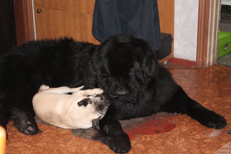 Фото: ньюфаундленд Бегущая по Волнам Шаолинь (Beguschaya po Volnam Shaolin)