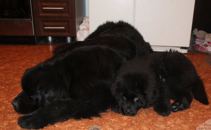 Фото: ньюфаундленд Бегущая по Волнам Шаолинь (Beguschaya po Volnam Shaolin)