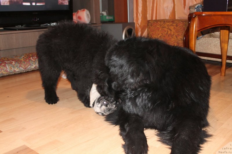 Фото: ньюфаундленд Бегущая по Волнам Шаолинь (Beguschaya po Volnam Shaolin)