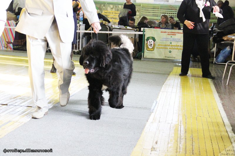Фото: ньюфаундленд Сент Джонс Жирар Реми (Sent Djons Zhirar Remi), Юрий Рахтиенко