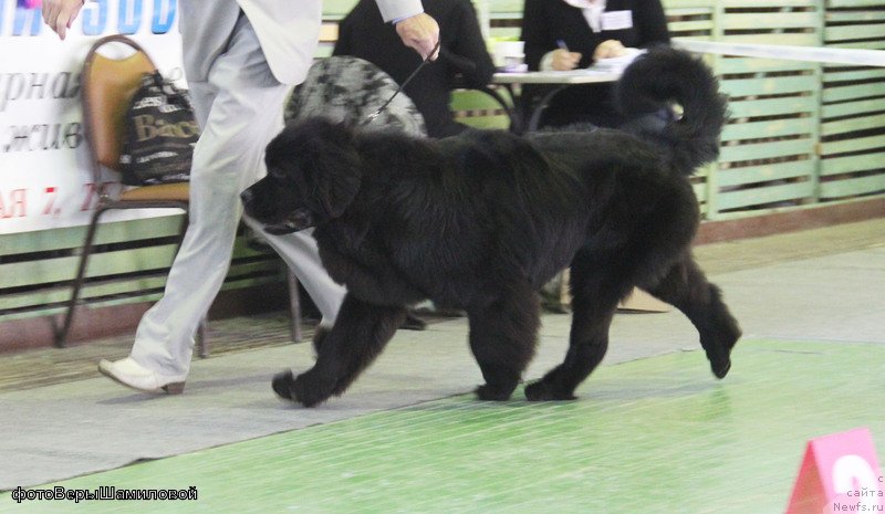 Фото: ньюфаундленд Сент Джонс Жирар Реми (Sent Djons Zhirar Remi), Юрий Рахтиенко