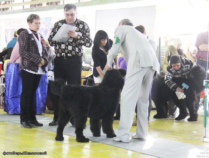 Фото: ньюфаундленд Сент Джонс Жирар Реми (Sent Djons Zhirar Remi), Юрий Рахтиенко