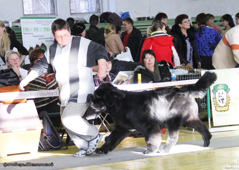 Фото: ньюфаундленд Сент Джонс Жирар Реми (Sent Djons Zhirar Remi)