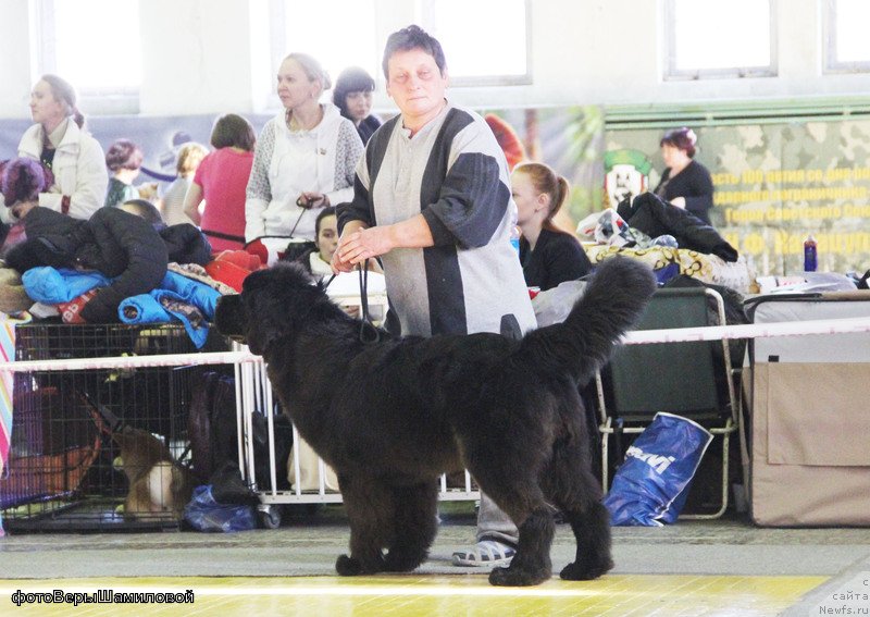Фото: ньюфаундленд Сент Джонс Жирар Реми (Sent Djons Zhirar Remi)